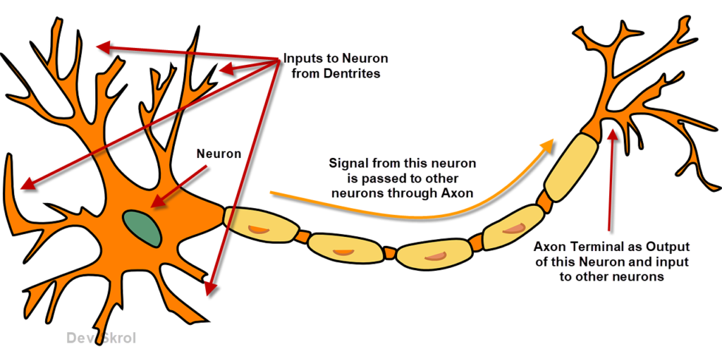 Human Neuron