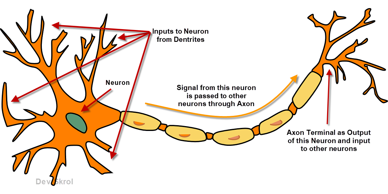 research article about neurons